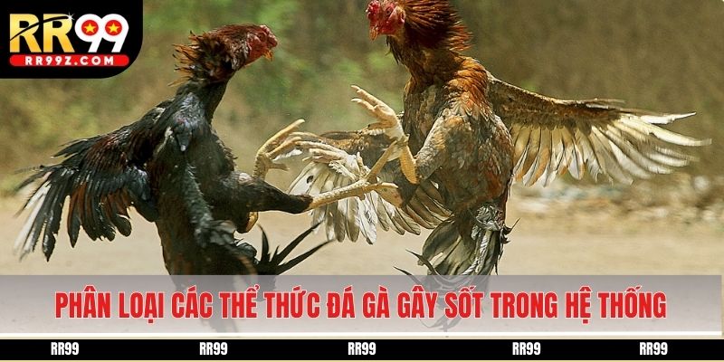 Phân loại các thể thức đá gà gây sốt trong hệ thống