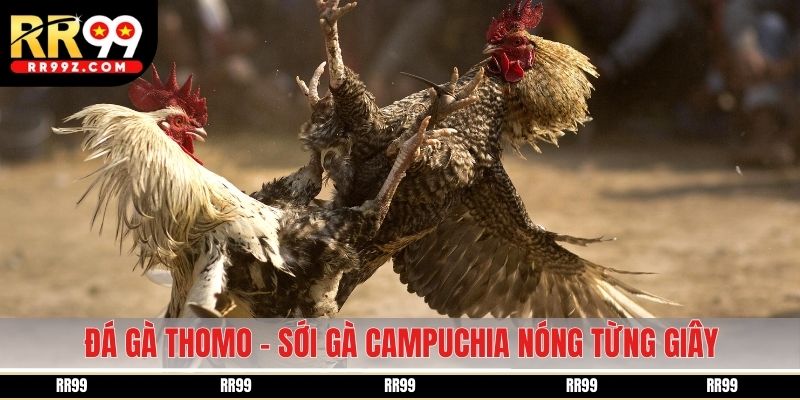 đá gà thomo rr99