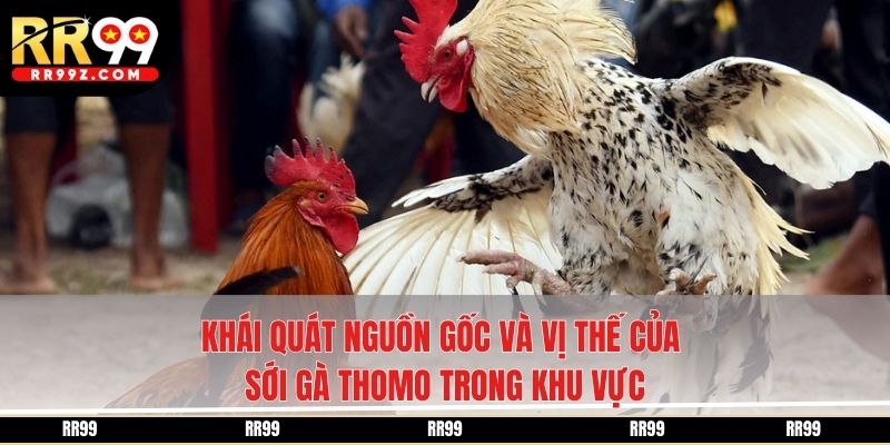 Khái quát nguồn gốc và vị thế của sới gà Thomo trong khu vực