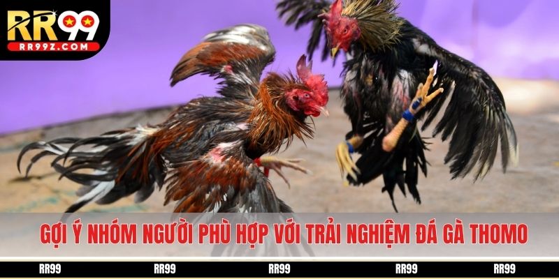 Gợi ý nhóm người phù hợp với trải nghiệm đá gà Thomo